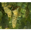 Doulouassyrtiko-grape-variety-crete-greece.jpg