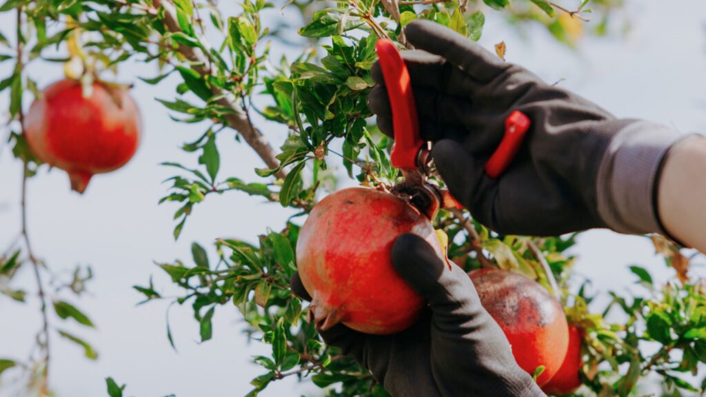 Mustades kummikinnastes käed, mis lõikavad puu otsast punaste tangidega granaatõuna.